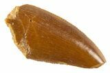 Serrated Raptor Tooth - Real Dinosaur Tooth #332084-1